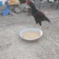 خروس و مرغ اوشامواصل