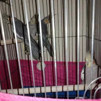 4عدد عروس همراه با قفس|پرنده|اندیشه, اندیشه فاز ۱|دیوار