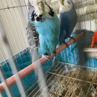 مرغ عشق انگلیسی ماده گرید A