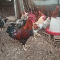 مرغ و خروس گلپایگانی