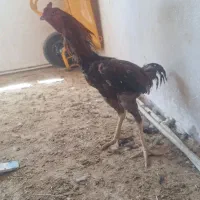 خروس لاری جوجه