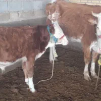 گوساله و گاو شیری