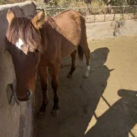 اسب نریان|اسب و تجهیزات اسبسواری|بشاریات, |دیوار