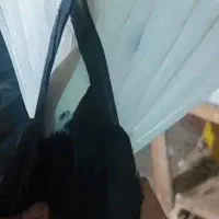 نروماده اشعل سیاه