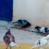 گمشده توپاشون توپی شیرازی قرمز داره