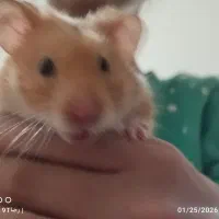 همستر خانگی|موش و خرگوش|تهران, هروی|دیوار