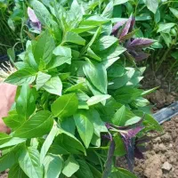 ریحان تازه از تولید به مصرف