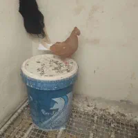 سلام|پرنده|شوشتر, |دیوار