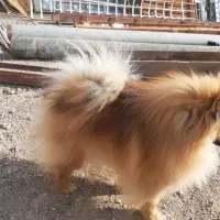 یک جفت پامرین اورجینال