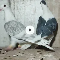 کبوتر کویتی