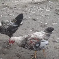 نیمچه مرغ وخروس محلی  واکسن ودارو داده سالم وسرحال