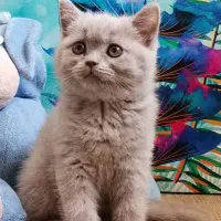 بچه گربه های اشرافی در شیراز|گربه|بوشهر, |دیوار