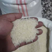 برنج طارم هاشمی دابودشت مازندران