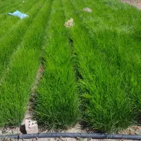 سلام نهال‌پیاز‌اماده‌کشت