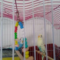 عروس هلندی و یک جفت مرغ عشق|پرنده|چمران, |دیوار