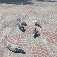 کبوتر با جوجه