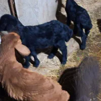 گوسفند بره دار جوان|حیوانات مزرعه|هیر, |دیوار