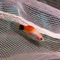 ماهی گوپی و پلاتی