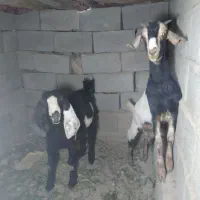 پاچن نسل دار وماده نسلی چهارقلو|حیوانات مزرعه|سراوان, |دیوار