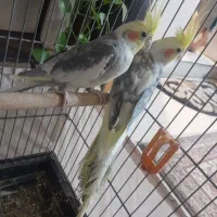 دو عدد عروس هلندی نر