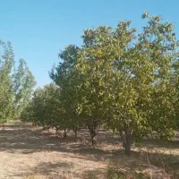 ۳هکتار زمین|فروش زمین و ملک کلنگی|باروق, |دیوار