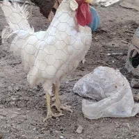 خروس|حیوانات مزرعه|کرج, شهرک رضوانیه|دیوار