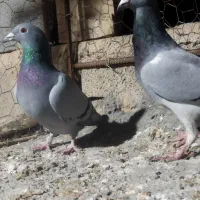 دوتا کبوتر سبز ماده دورگ مسافتی|پرنده|جهرم, |دیوار