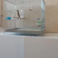 جوجه سهره قفس|پرنده|گیلان غرب, |دیوار