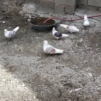 فروشی|پرنده|بروجرد, |دیوار