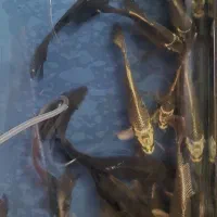 ماهی کوی سوپرباله|ماهی|قم, دروازه کاشان|دیوار