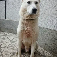 سگ آلابای|سگ|تهران, تهرانسر غربی|دیوار