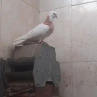 یه جفت در ملاثانی هر دو پرنده قیمت ۴۵۰ مقطوع