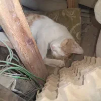 واگذاری گربه