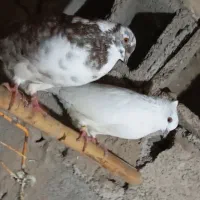 دوعدد کبوتر  نر پرشی|پرنده|خان ببین, |دیوار