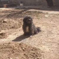 سگ پاپی