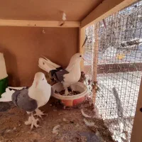 کبوتر دوکت|پرنده|سامان, |دیوار