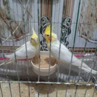 جفت عروس هلندی لوتینیو مولد|پرنده|رامشیر, |دیوار