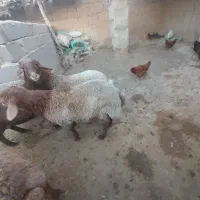 بره های ژن دار(همو وهترو)|حیوانات مزرعه|بجنورد, |دیوار