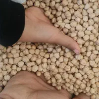 نخود سفید درشت بوجاری شده مخصوص بذر