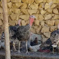 بوقلمون جوان امسال و مرغ لری سر|حیوانات مزرعه|کوهدشت, |دیوار