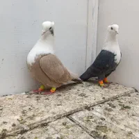 نروماده کلاغ هفت رنگ کاکلی|پرنده|تربتحیدریه, مظفریه|دیوار