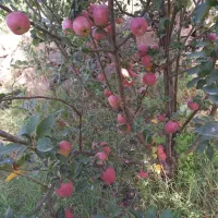 هرس کاری زیر نظر مهندس حسینی