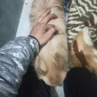 واگذارسگ ماده|سگ|باقرشهر, |دیوار