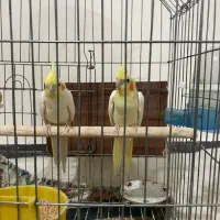 جفت عروس هلندی