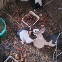 خرگوش|موش و خرگوش|زبرخان, |دیوار