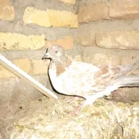 کبوتر نر