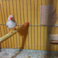 یک عدد فنچ ماده سالم و کارداده
