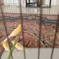 قناری نر آماده|پرنده|همدان, |دیوار