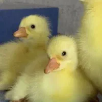 جوجه غاز ده روزه