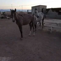 اسب ابستن ترکمن با کره ماده|اسب و تجهیزات اسبسواری|گنبد کاووس, |دیوار